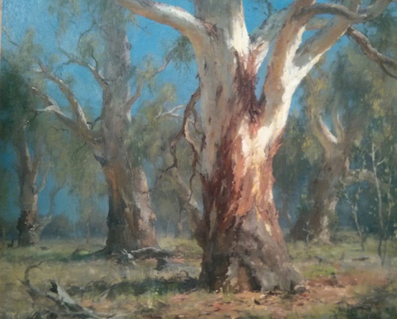 River Red Gums Forbes (65x45cm)